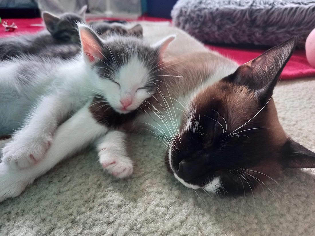 Gatito estaba solo hasta que un gato lo aceptó y lo hace parte de la familia