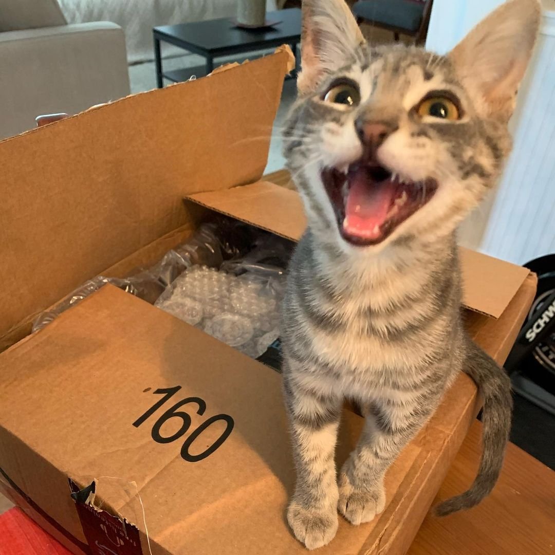 Gato se hace amigo de todos los gatitos que conoce después de que su vida cambió 10 Gatito feliz