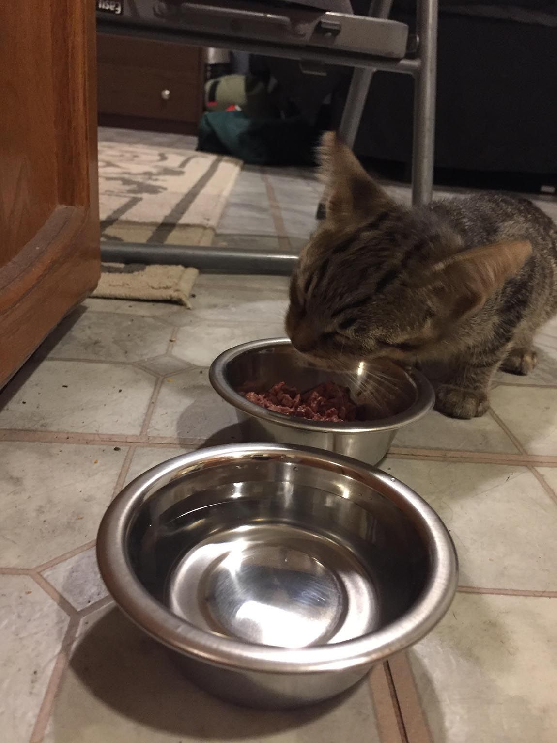 Gatito hambriento cenando