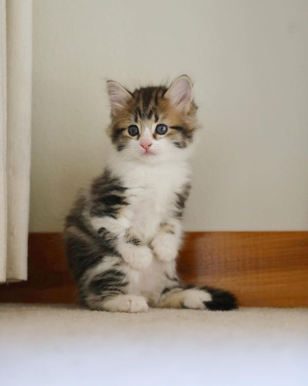 Gatita que se para como un canguro está decidida a prosperar y vivir la mejor vida 11 Gatito que se para como un canguro