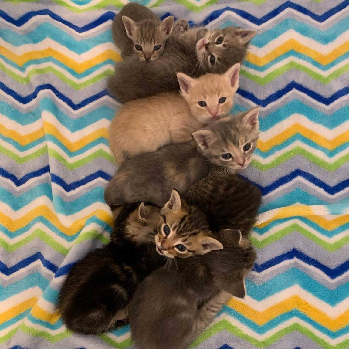 Gato se hace amigo de todos los gatitos que conoce después de que su vida cambió 8 Gatitos bebés rescatados