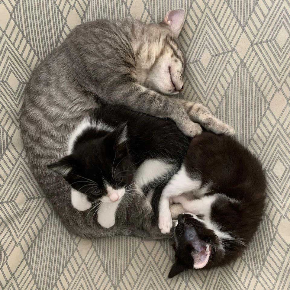 Gato se hace amigo de todos los gatitos que conoce después de que su vida cambió 13 Gatitos tomando una siesta