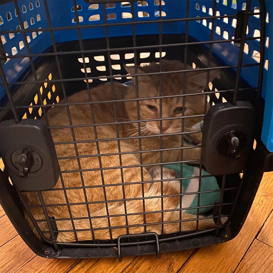 Amigable gato sin hogar aparece en la ventana pidiendo que lo dejen entrar 10 Gato rescatado
