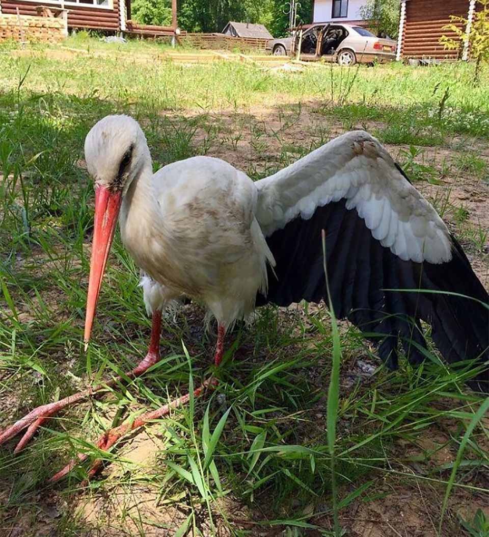 Cigüeña que no volverá a volar disfruta de la vida gracias a esta mujer 16 Gosha feliz