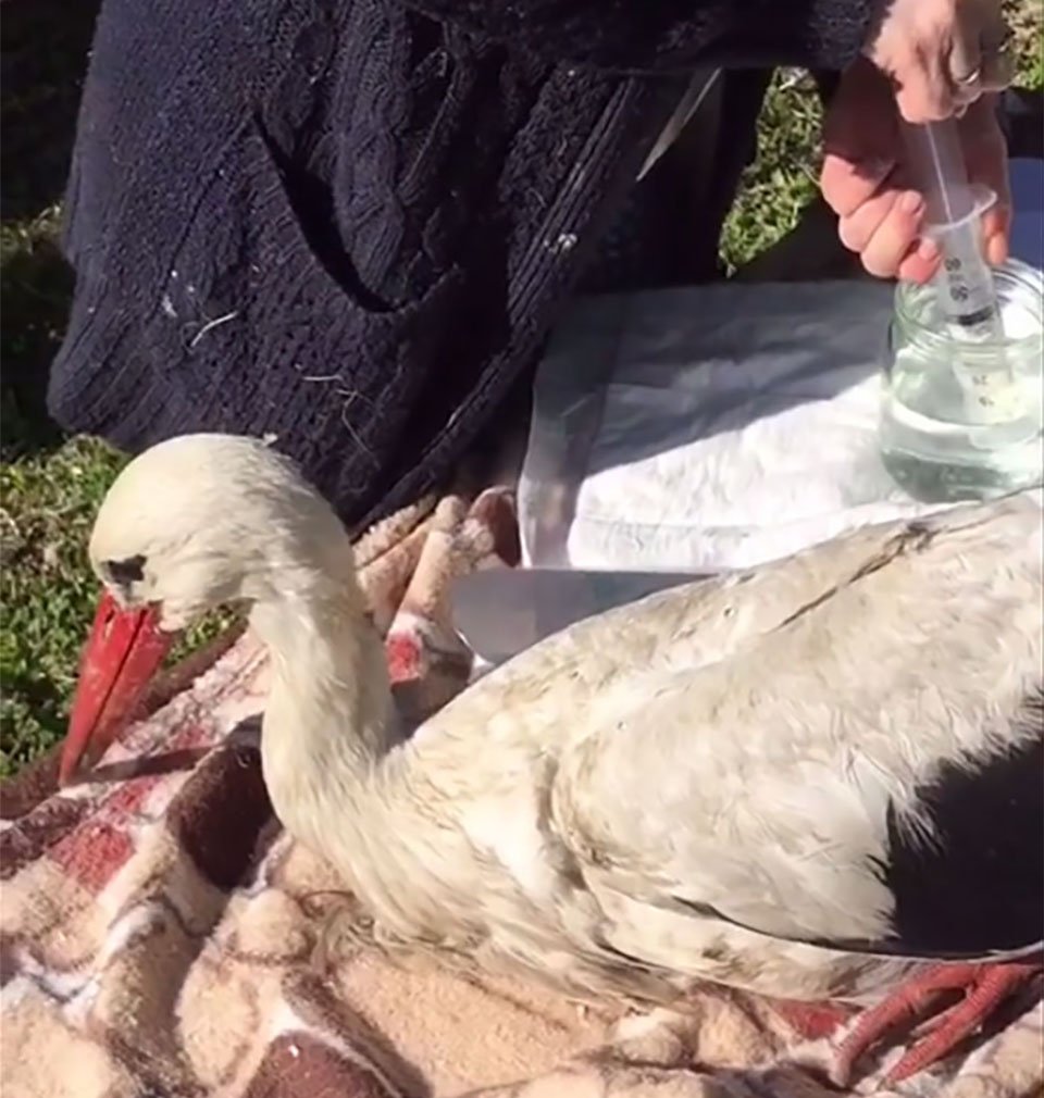 Cigüeña que no volverá a volar disfruta de la vida gracias a esta mujer 14 Gosha recibiendo antibióticos