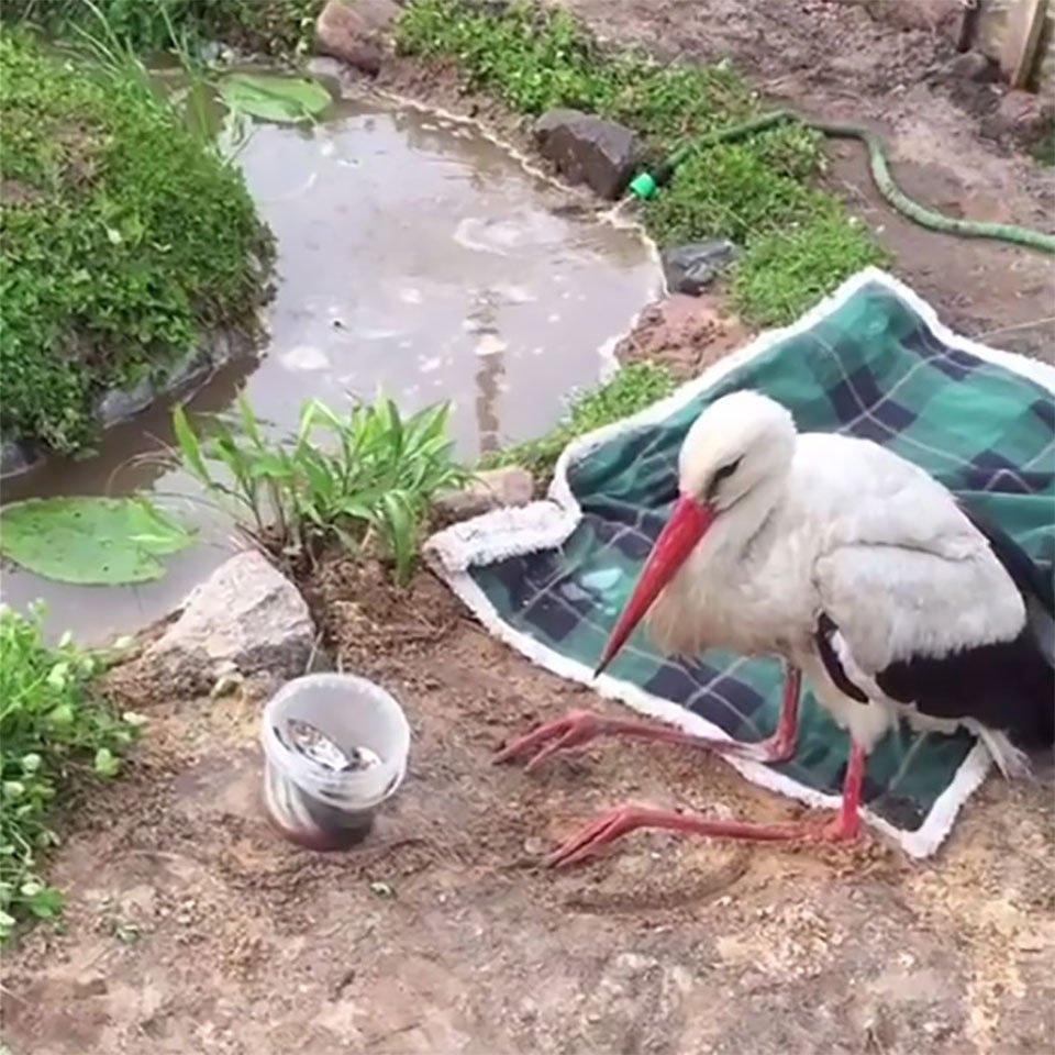 Cigüeña que no volverá a volar disfruta de la vida gracias a esta mujer 13 Gosha recuperándose