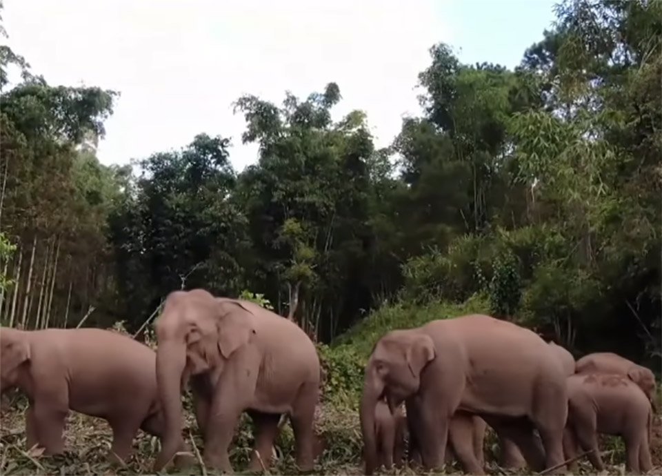 Manada de elefantes vaga a través de China, y nadie sabe por qué 10 Grupo de animales campo