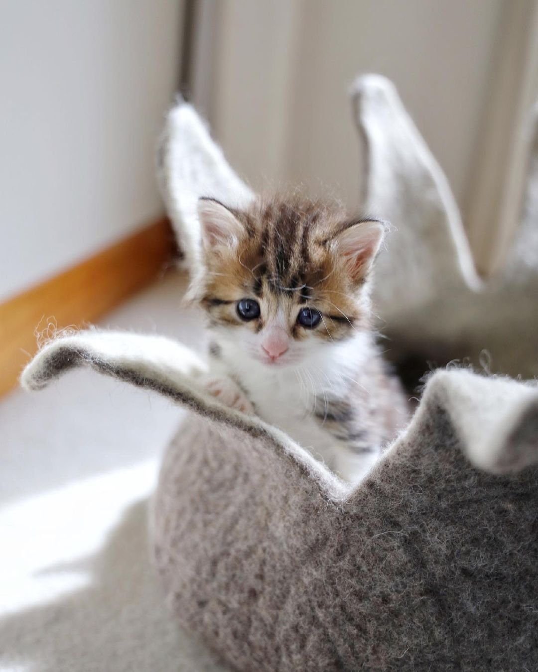 Gatita que se para como un canguro está decidida a prosperar y vivir la mejor vida 12 Hermosa felina rescatada