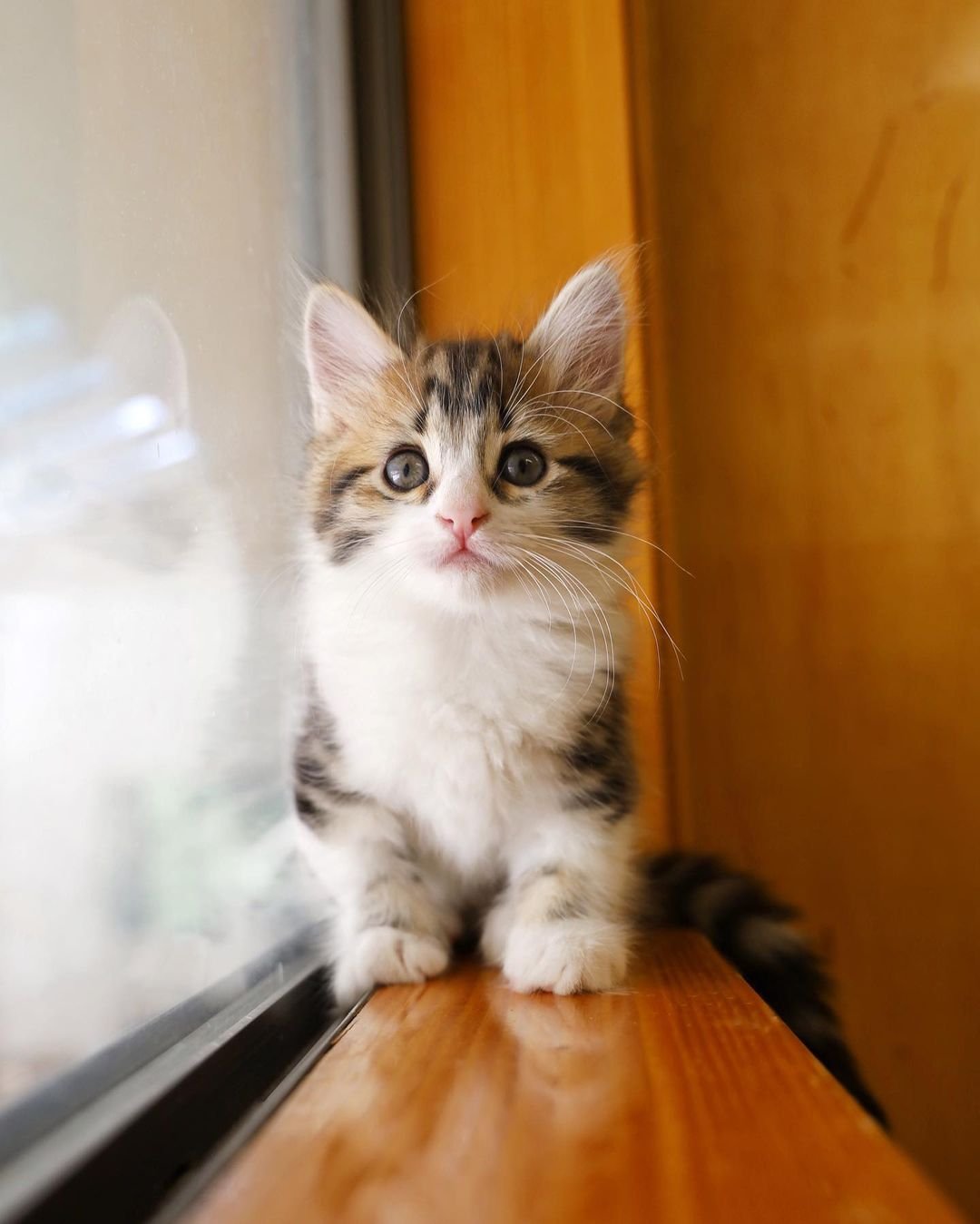 Gatita que se para como un canguro está decidida a prosperar y vivir la mejor vida 10 Hermoso gatito esponjoso