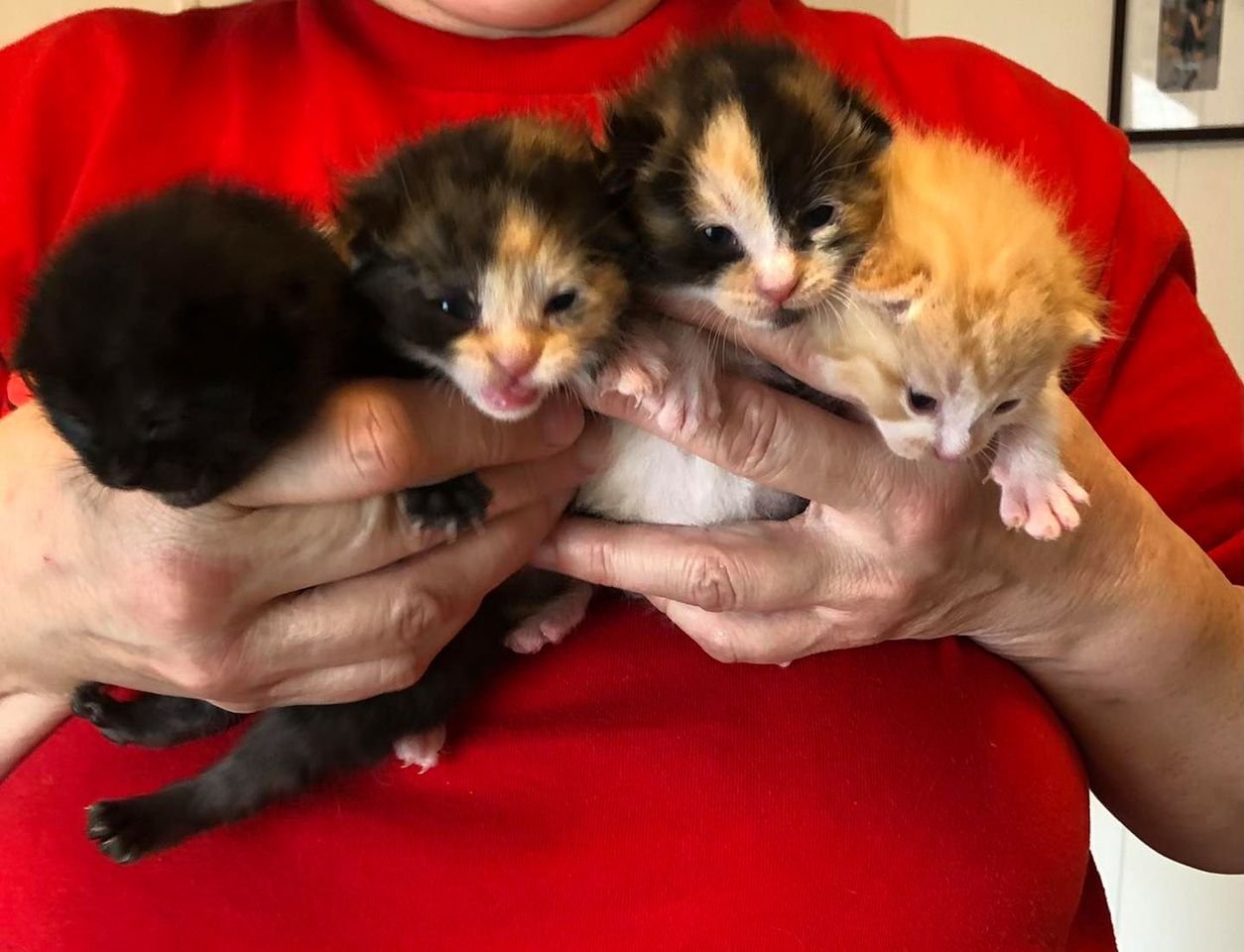 Gata embarazada se protegió del frío hasta encontrar un lugar seguro para dar a luz 12 Hermosos gatitos