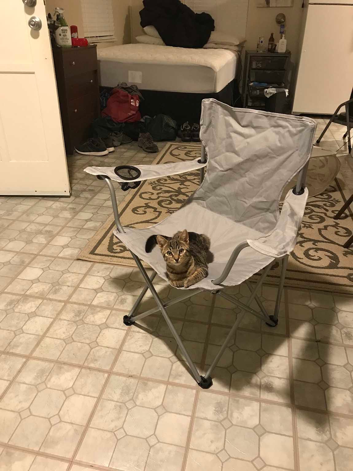 Hombre llega a casa y encuentra un gato esperando en su silla, pero no tiene un gato 6 Hombre llega a casa y encuentra un gato, pero no tiene un gato