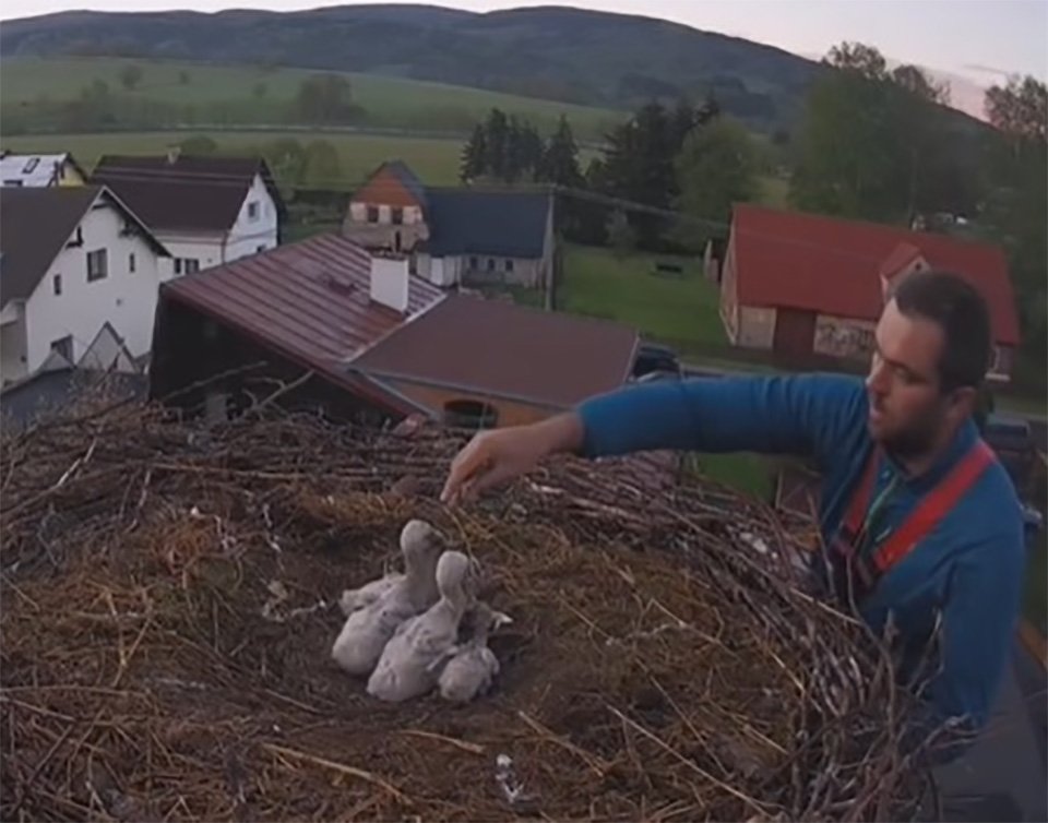 Pueblo checo ayuda a un padre cigüeña y a sus bebés que perdieron a su madre 10 Ingeniero alimentando aves