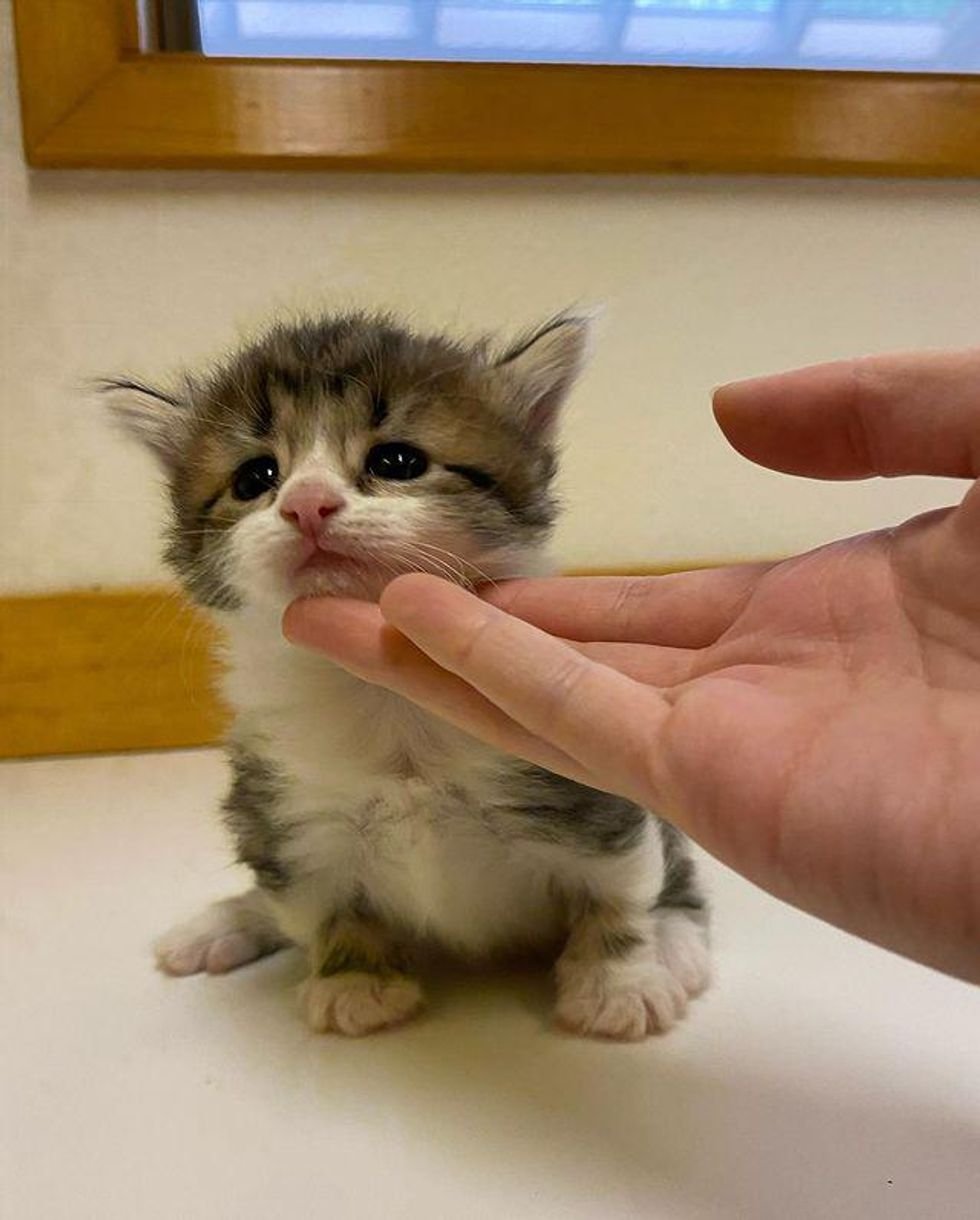 Gatita que se para como un canguro está decidida a prosperar y vivir la mejor vida 8 Linda gatita esponjosa