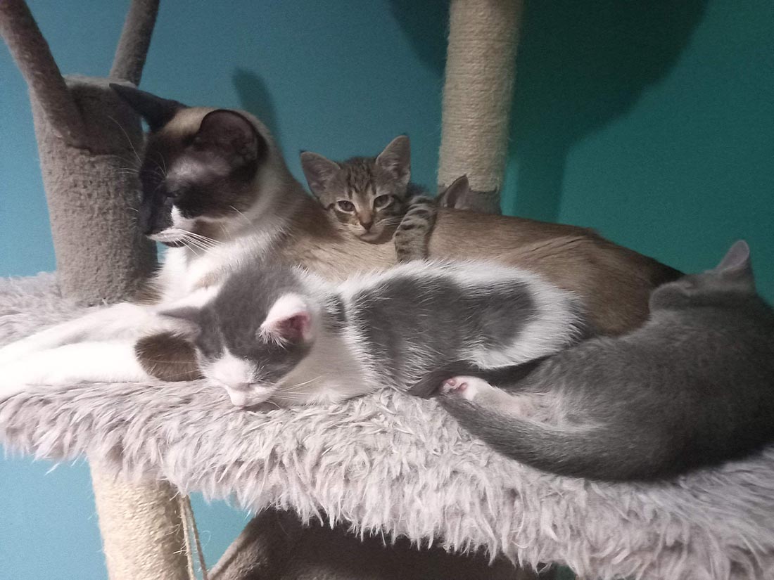 Gatito estaba solo hasta que una gata lo aceptó y lo convierte en parte de su familia 3 Mamá gata y sus bebés