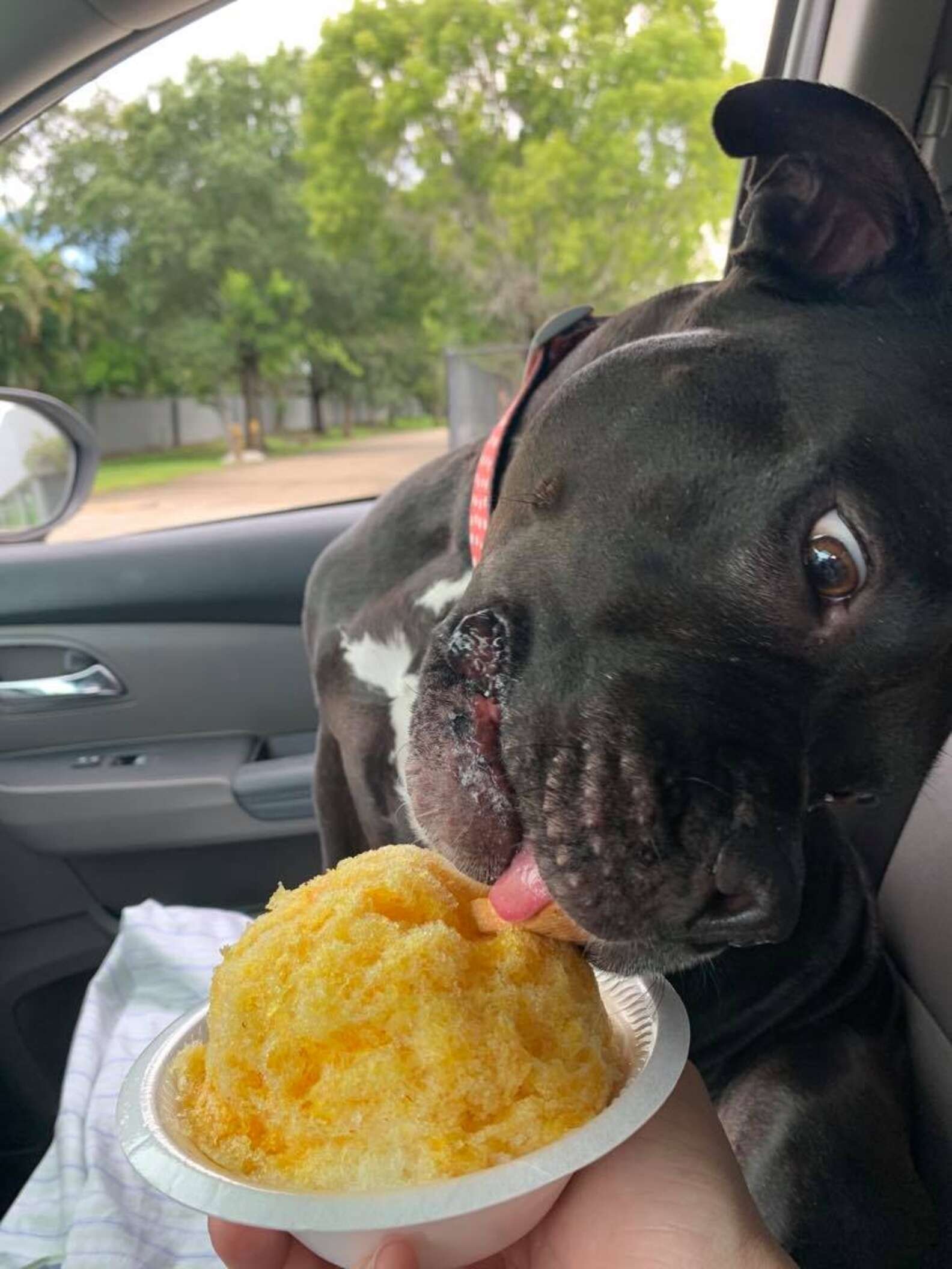 Perrita se niega a comer el cono de nieve después de que mamá ordena el sabor incorrecto 3 Perito y su cono de nieve