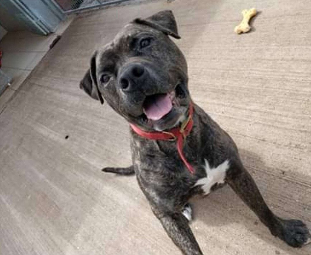 Perro dulce de un refugio vio cómo 221 perros eran adoptados mientras esperaba 2 años 7 Perro dulce refugio