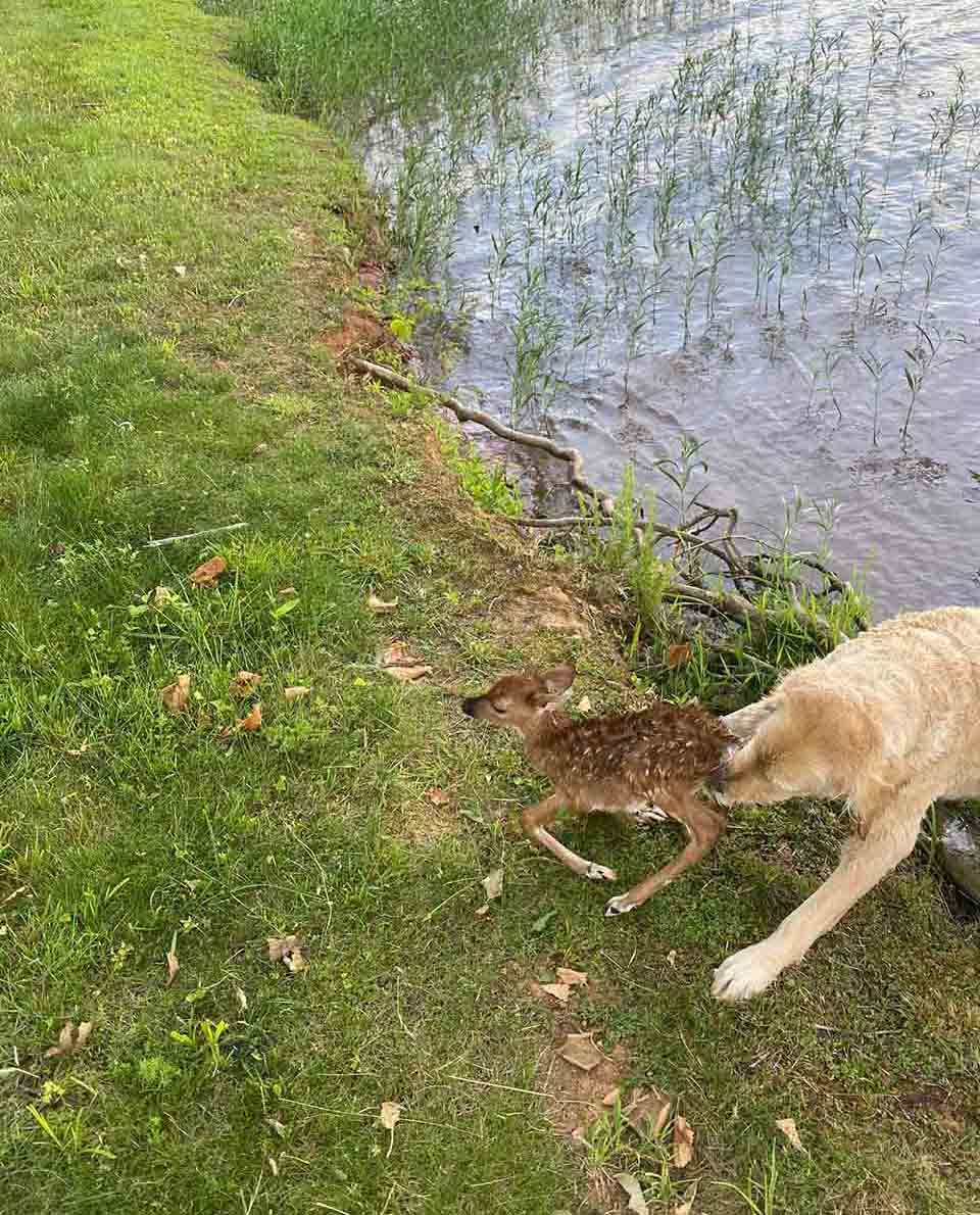 Hombre pierde a su perro y lo encuentra rescatando a pequeño ciervo