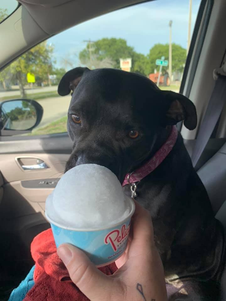 Perrita se niega a comer el cono de nieve después de que mamá ordena el sabor incorrecto 4 Perro se niega a comer el cono de nieve