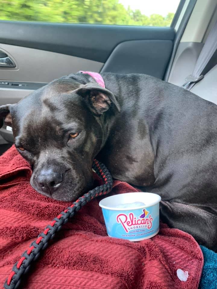 Perrita se niega a comer el cono de nieve después de que mamá ordena el sabor incorrecto 6 Perro triste y su cono de helado