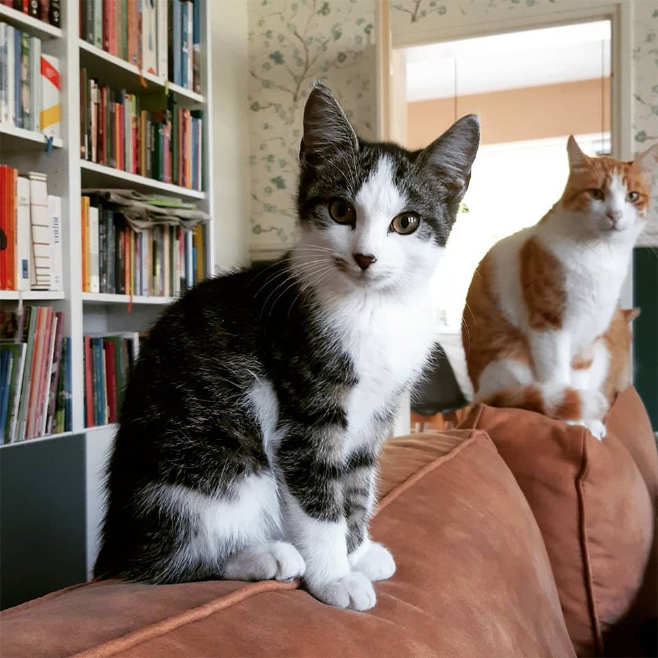 Gato se hace amigo de un gatito que encontró en el jardín y decide llevarlo a casa 17 Amigos inseparables