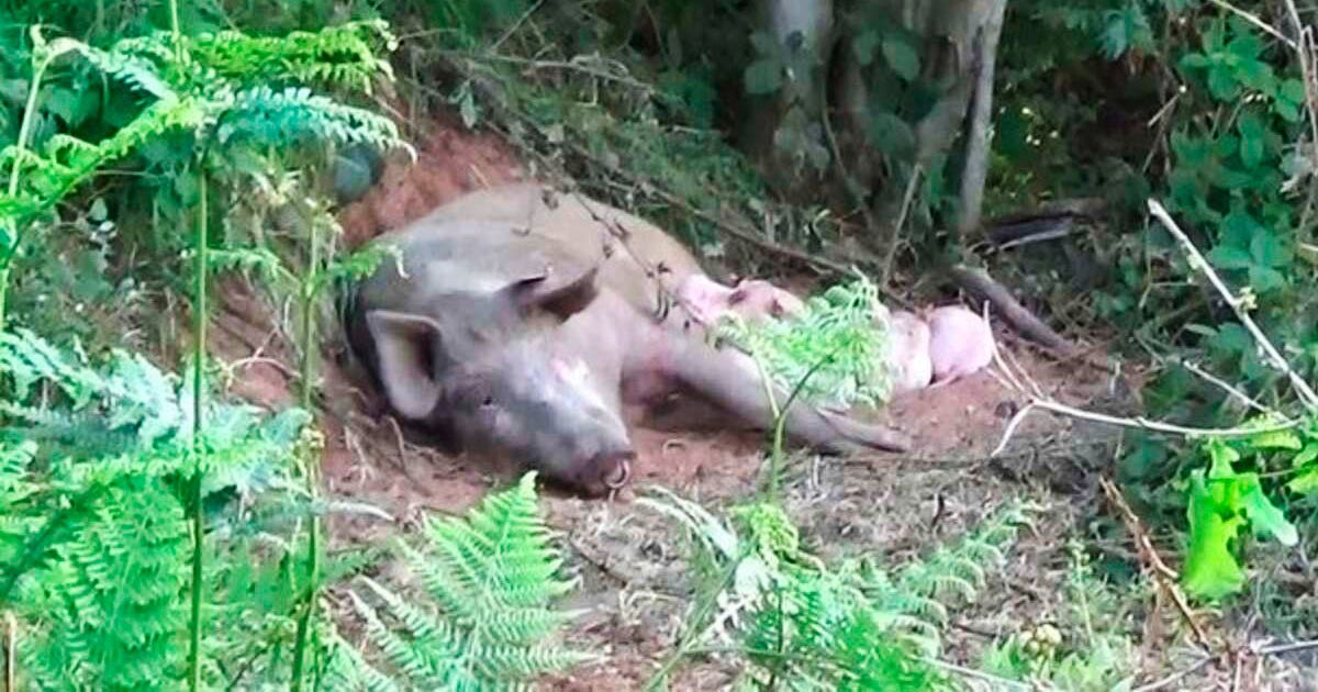 Cerdita embarazada acostada en el bosque