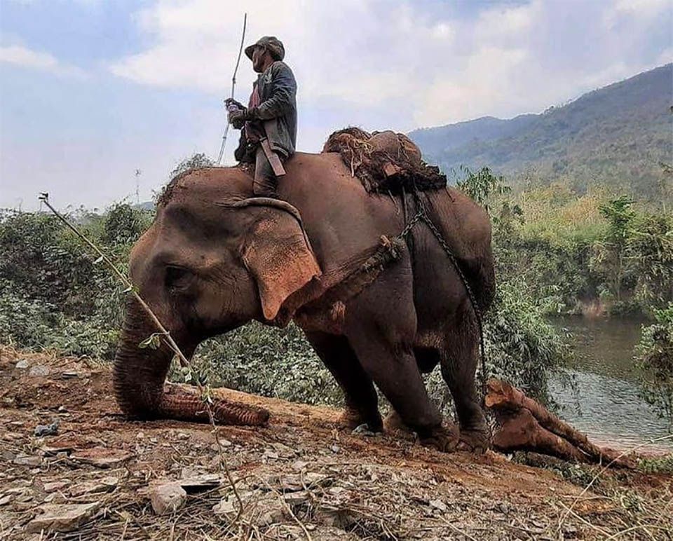 Elefante maltratado