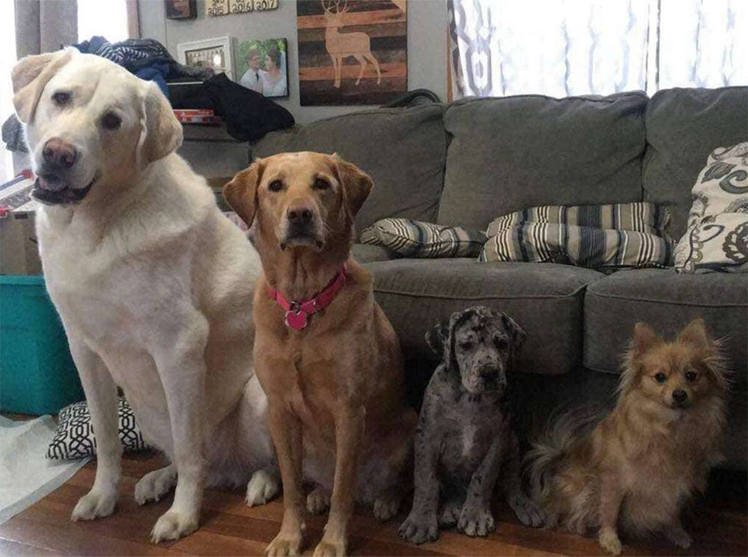 Familia de perritos