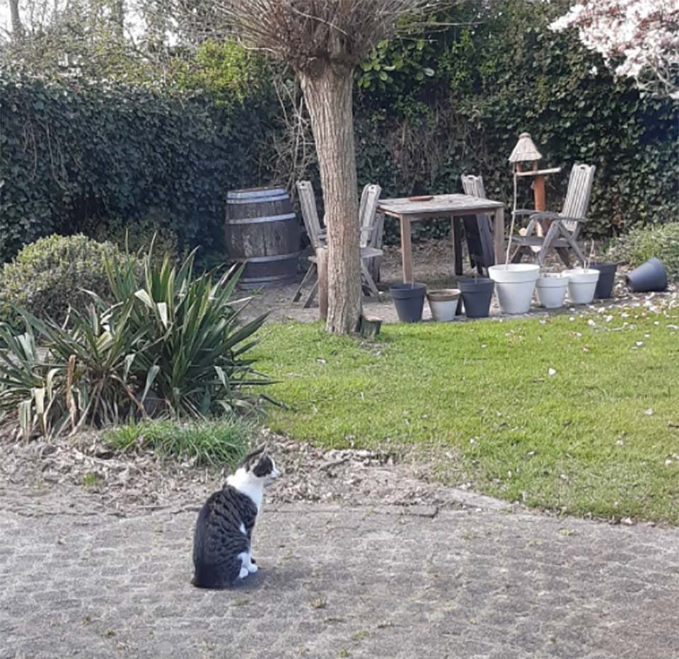 Gato se hace amigo de un gatito que encontró en el jardín y decide llevarlo a casa 10 Gatito en el jardín