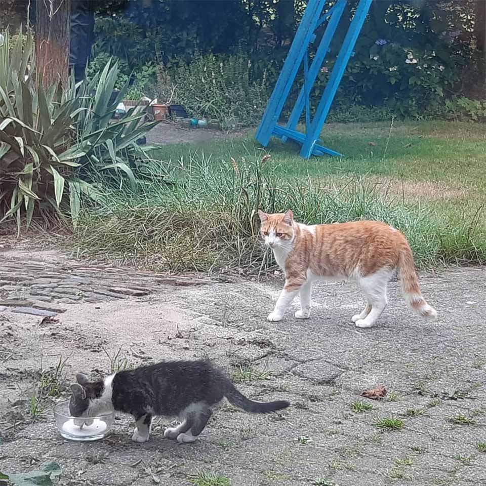 Gato se hace amigo de un gatito que encontró en el jardín y decide llevarlo a casa 13 Gato hace amigo