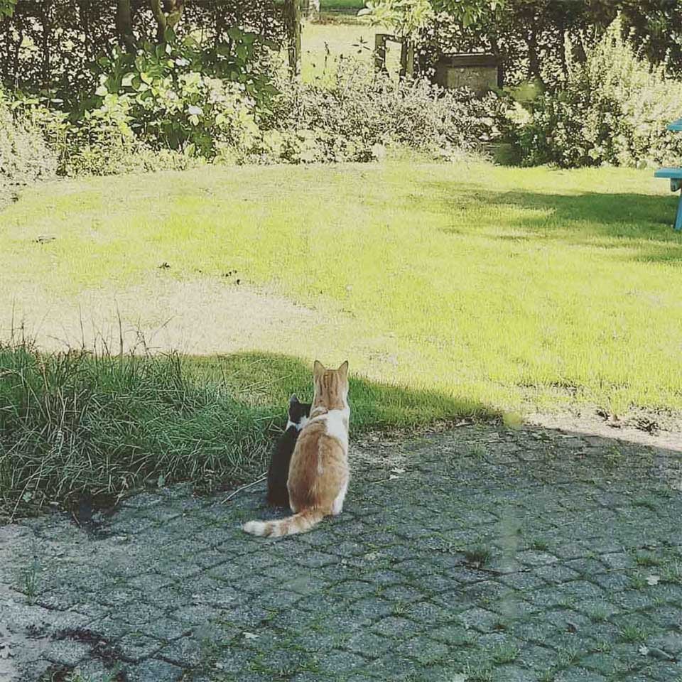 Gato se hace amigo de un gatito que encontró en el jardín y decide llevarlo a casa 11 Gato se hace amigo gatito
