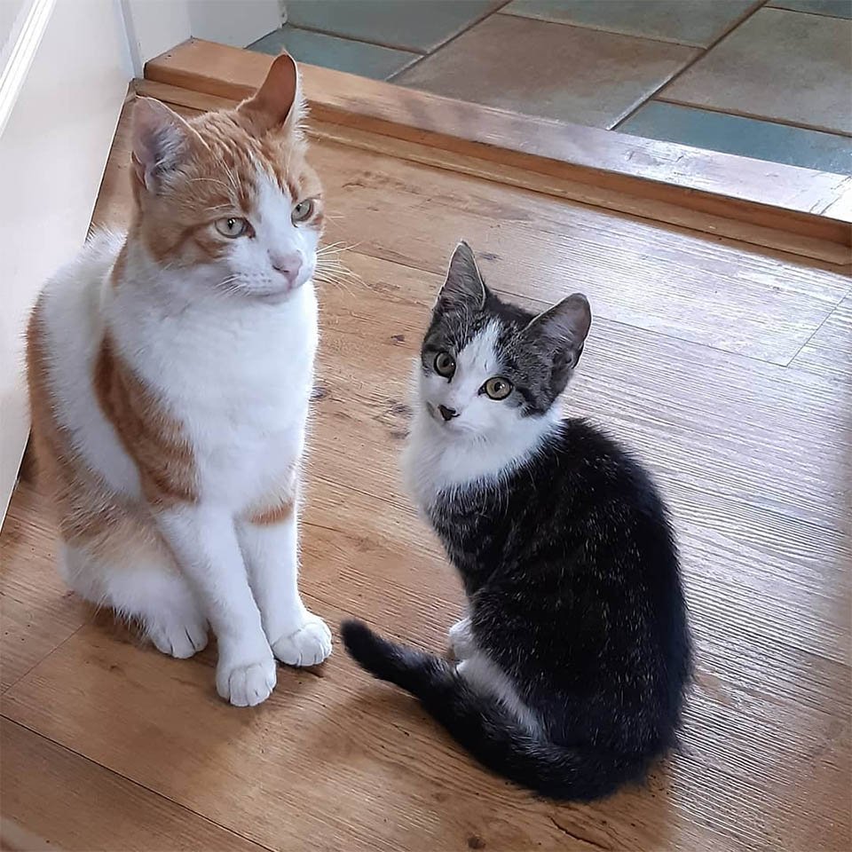 Gato se hace amigo de un gatito que encontró en el jardín y decide llevarlo a casa 16 Gato se hace amigo