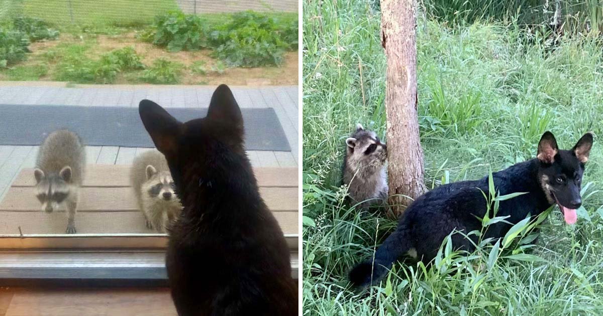 Mapaches salvajes visitan amigo perro jugar escondite