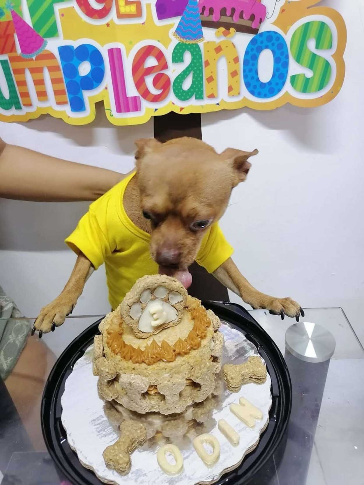 Perrito come pastel