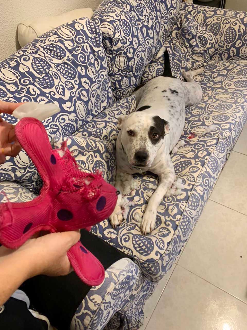 Perro no se separara de juguete mientras pasa por cirugía de emergencia
