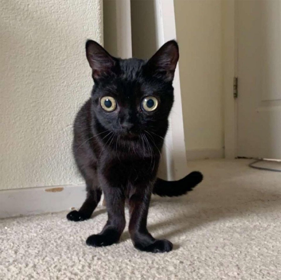 Familia encuentra a una gatita abandonada con la más adorable apariencia 13 Apariencia de Jinx