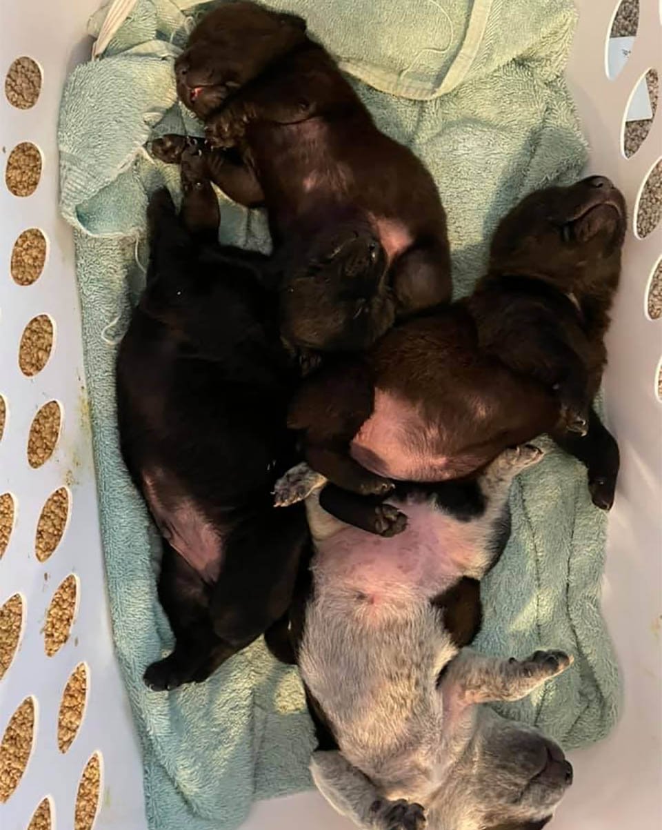 Perrita rescatada adopta cachorros huérfanos después de perder su propia camada 10 Bebés huérfanos