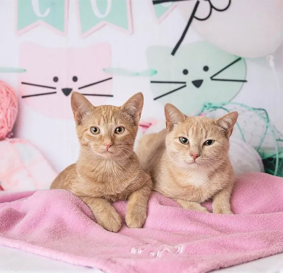 Gata sin hogar embarazada no podía caminar, y se recupera por amor a sus gatitos 18 Buscan hogar juntos