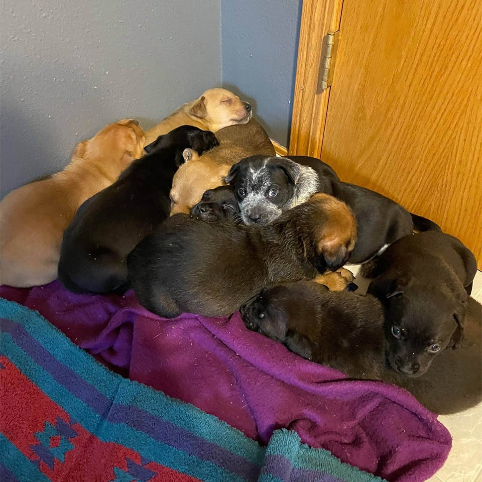 Perrita rescatada adopta cachorros huérfanos después de perder su propia camada 8 Cachorros huérfanos