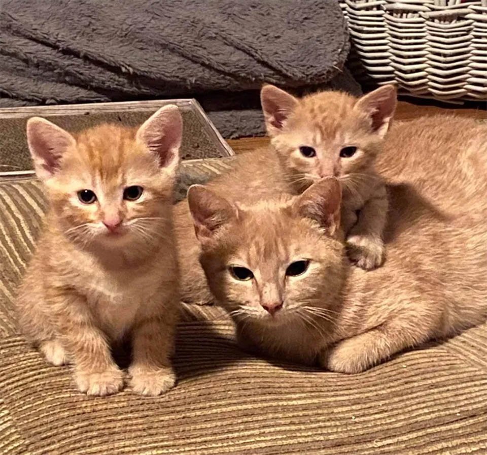Gata sin hogar embarazada no podía caminar, y se recupera por amor a sus gatitos 13 Chelsea con bebés