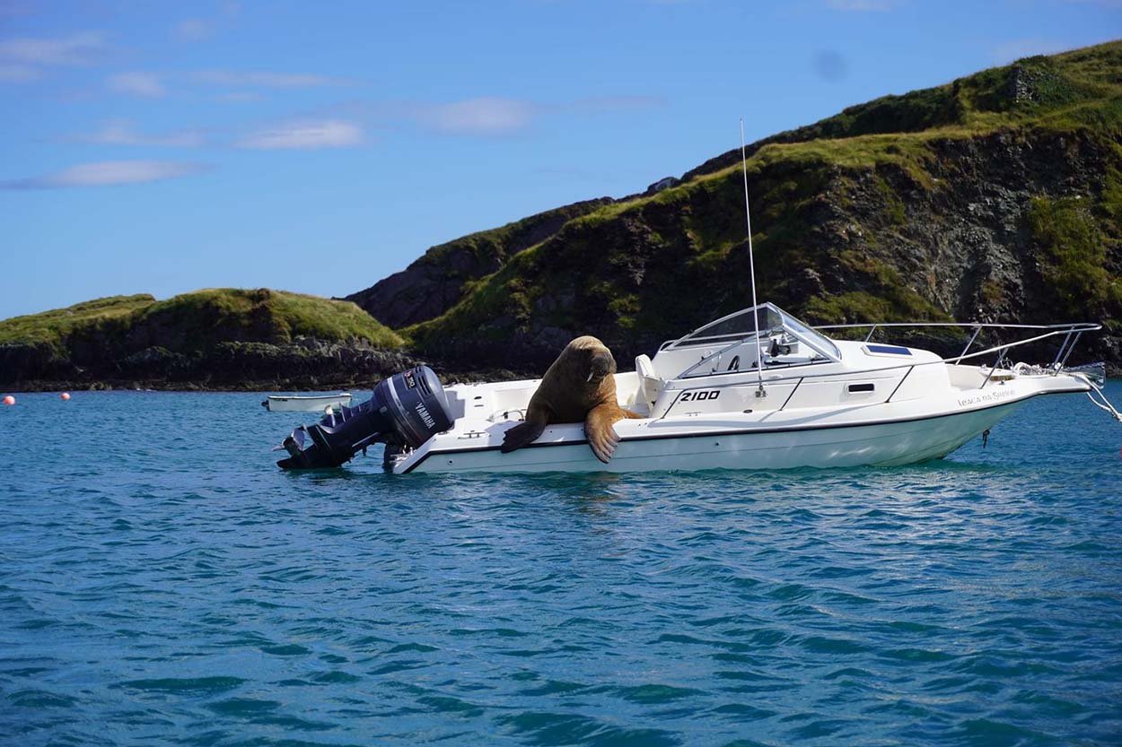 Enorme y divertida morsa decide pedir prestado el bote de un extraño 4 Enorme morsa en el bote de un extraño