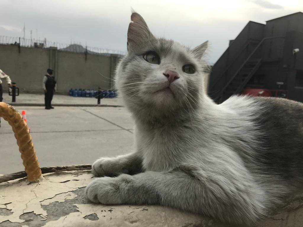 Ex soldado obtiene su propio avión para rescatar perros y gatos de Kabul