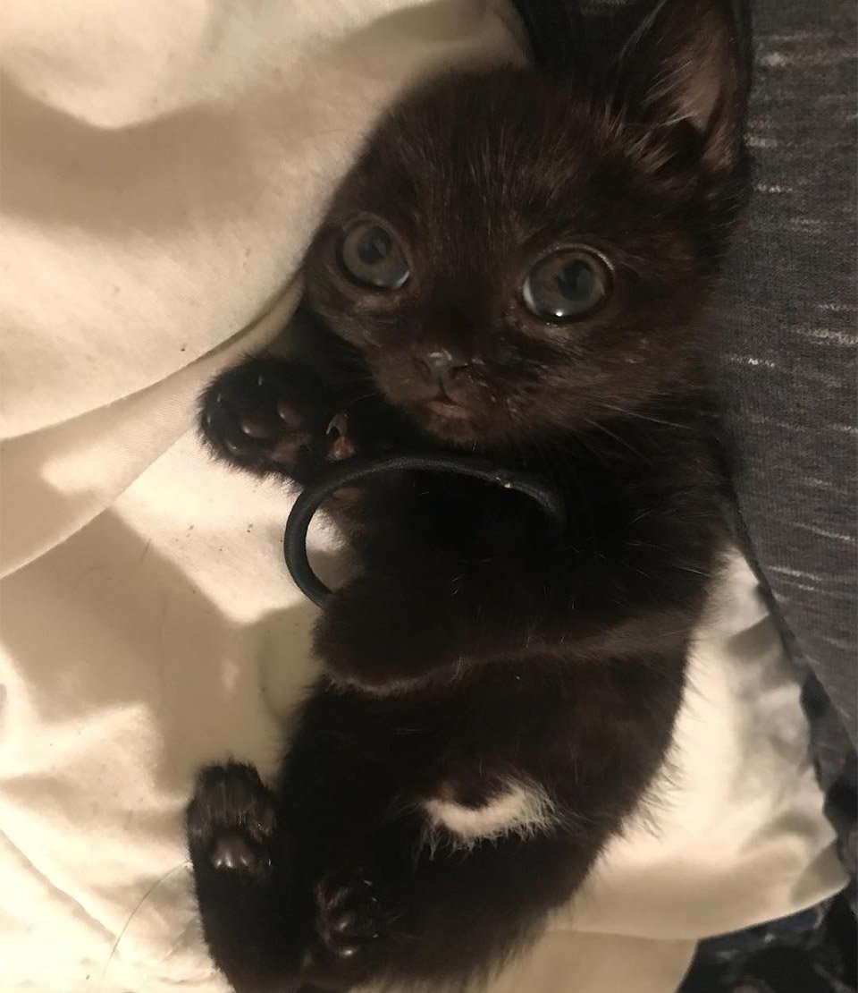 Familia encuentra a una gatita abandonada con la más adorable apariencia 10 Familia encuentra gatita abandonada