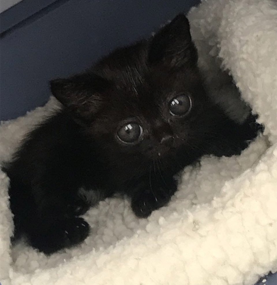 Familia encuentra a una gatita abandonada con la más adorable apariencia 9 Familia encuentra gatita