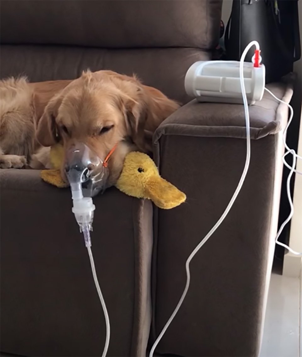Golden retriever enfermo obedece pacientemente a mamá y usa su mascarilla respiratoria 8 Fred recibiendo tratamiento