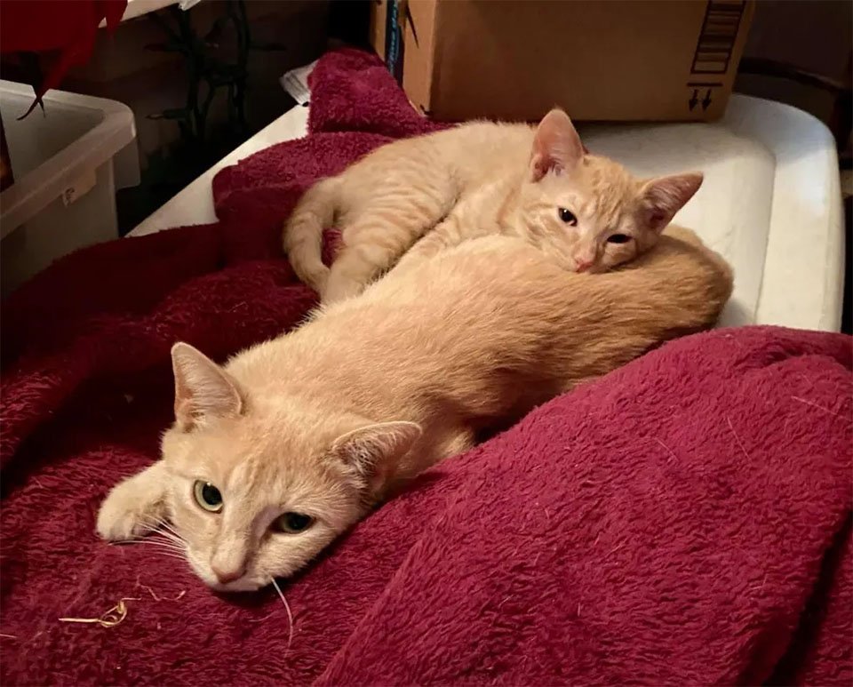 Gata sin hogar embarazada no podía caminar, y se recupera por amor a sus gatitos 14 Gata sin hogar embarazada