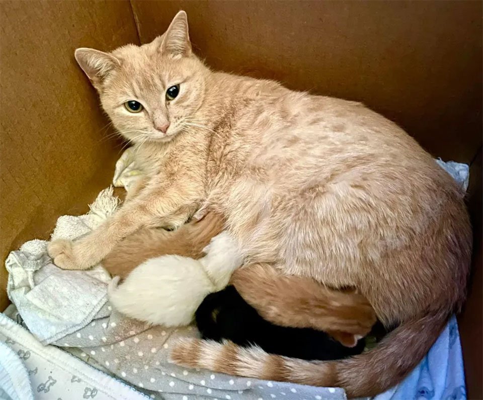 Gata sin hogar embarazada no podía caminar, y se recupera por amor a sus gatitos 12 Gata sin hogar y bebés