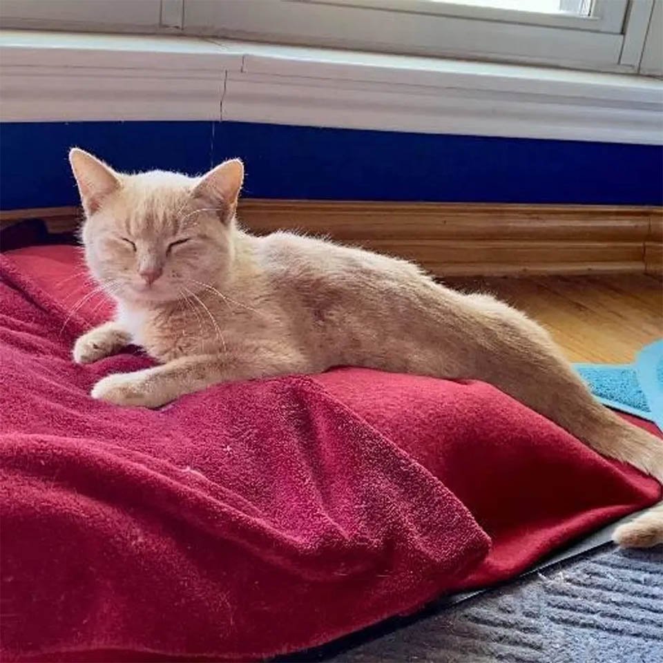 Gata sin hogar embarazada no podía caminar, y se recupera por amor a sus gatitos 11 Gata sin hogar