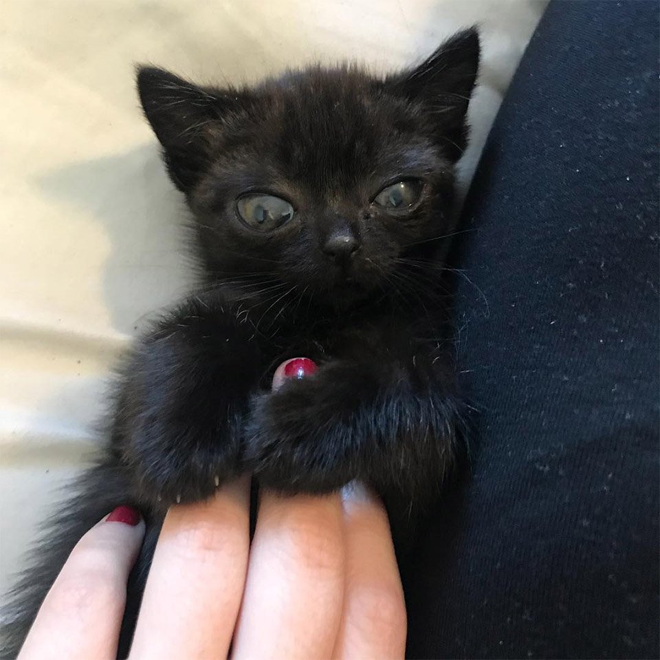 Familia encuentra a una gatita abandonada con la más adorable apariencia 11 Gatita abandonada