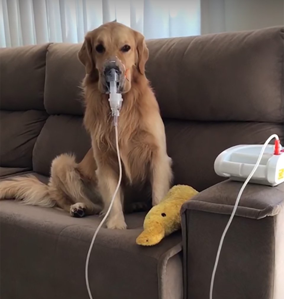 Golden retriever enfermo obedece pacientemente a mamá y usa su mascarilla respiratoria 7 Golden retriever enfermo