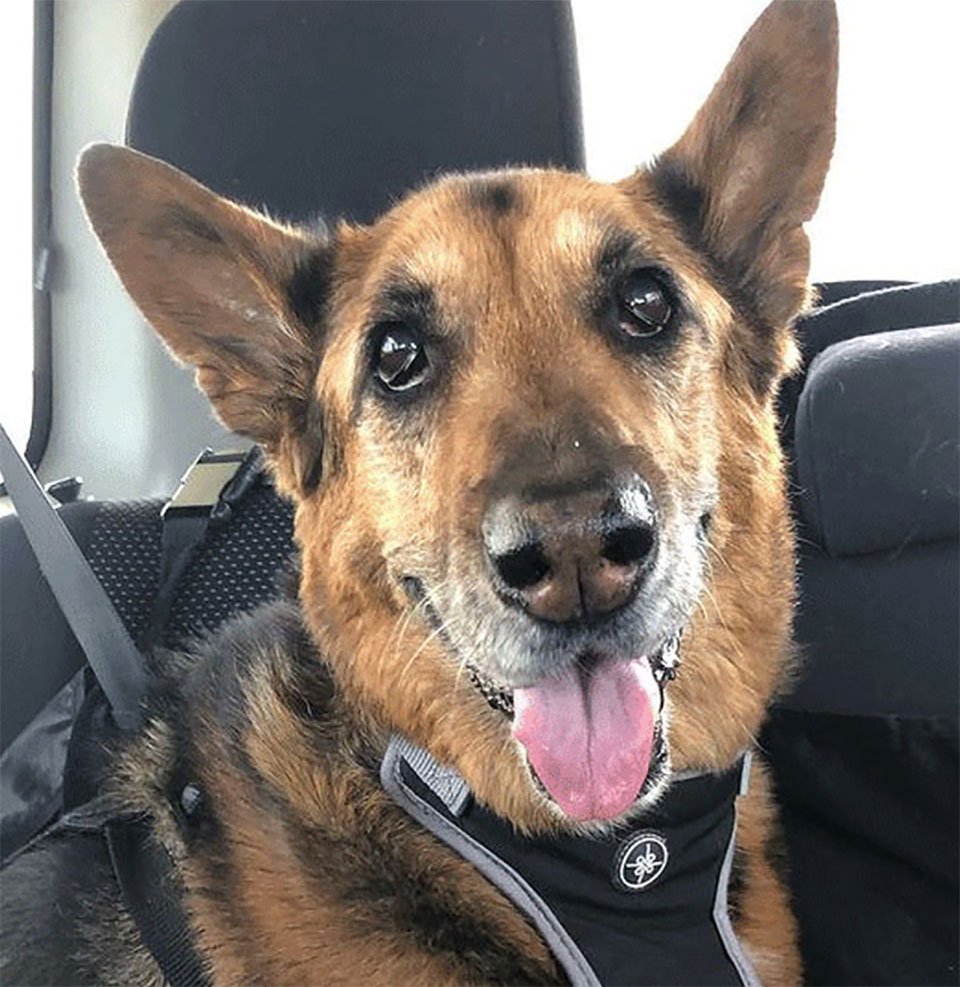 Prueba de ADN revela que la nueva perrita rescatada de esta familia es prima de su difunta mascota 11 Greta